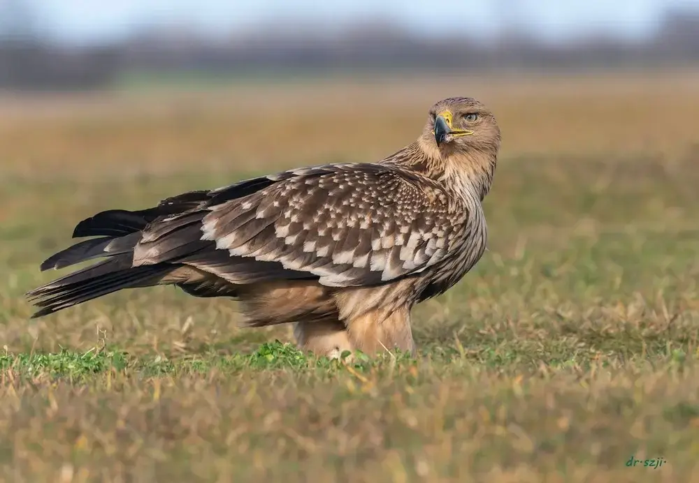 Acvila de câmp, specie considerată dispărută în România, a revenit după 50 de ani