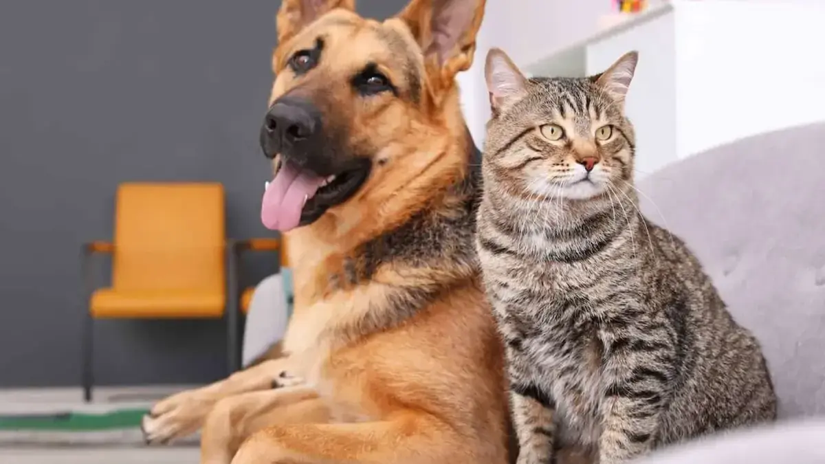 Animalele de companie, aliatul sănătății noastre