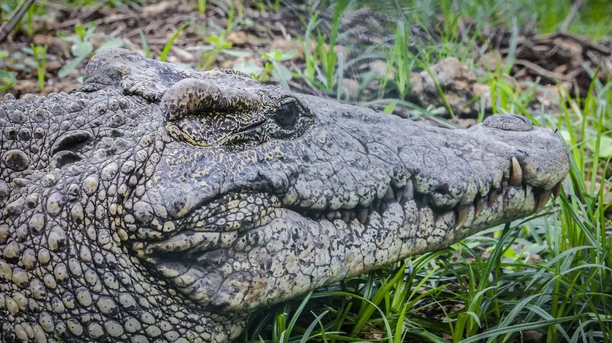 Fidel, crocodilul din Kazahstan, a împlinit 40 de ani cu un tort special