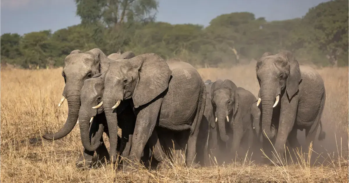 Mister în Kenya: 15 elefanți au murit inexplicabil în Amboseli