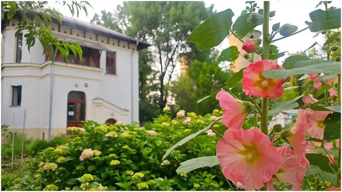 Nalbele uriașe din Asia Mică impresionează la Grădina Botanică din București
