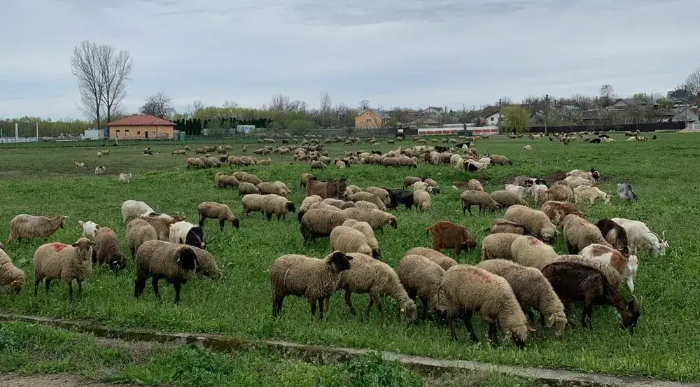 Oierii români cer reluarea exporturilor de oi interzise de UE