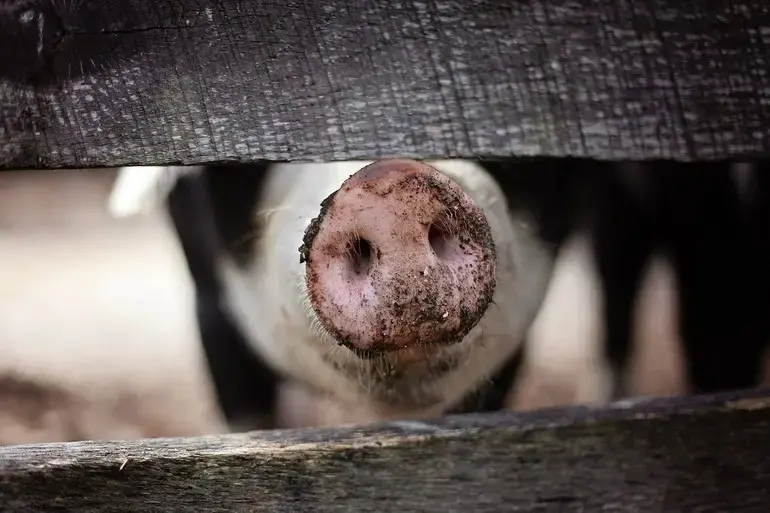 Pesta porcină africană la granița cu România: 3.000 de porci sacrificați