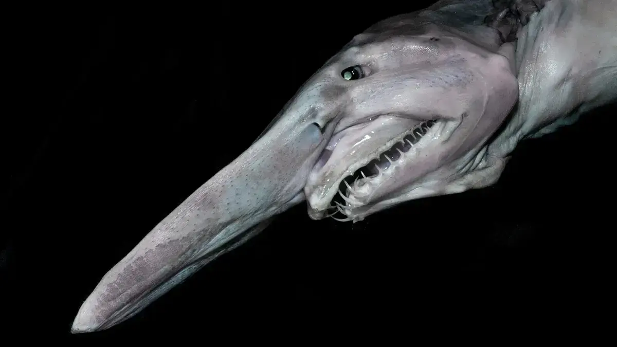 Rechinul goblin, una dintre speciile cele mai misterioase, filmat în adâncurile oceanului