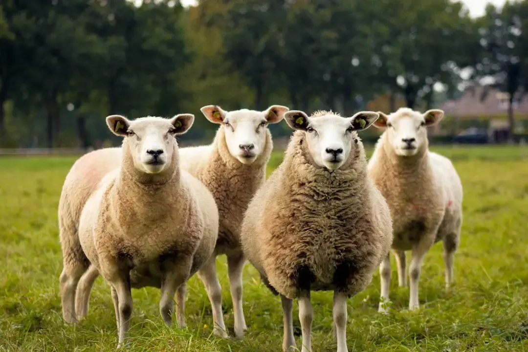 Urșii și exportul de ovine pe ordinea de zi a miniștrilor Agriculturii