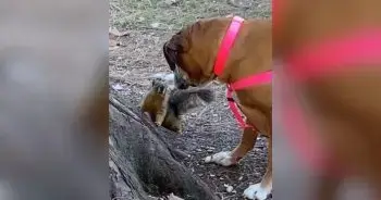 Veverițele și câinele morocănos din parc