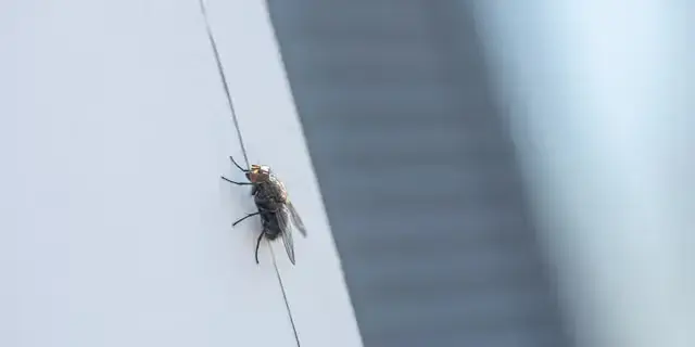 Zonele care atrag insectele în locuințe