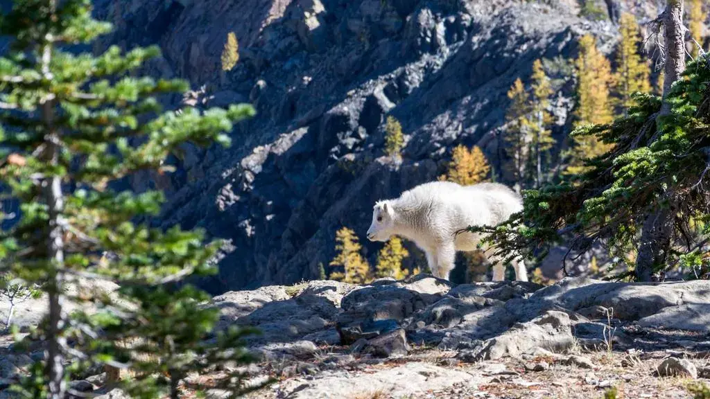 Dr Pepper lansează o nouă variantă permanentă în 2027