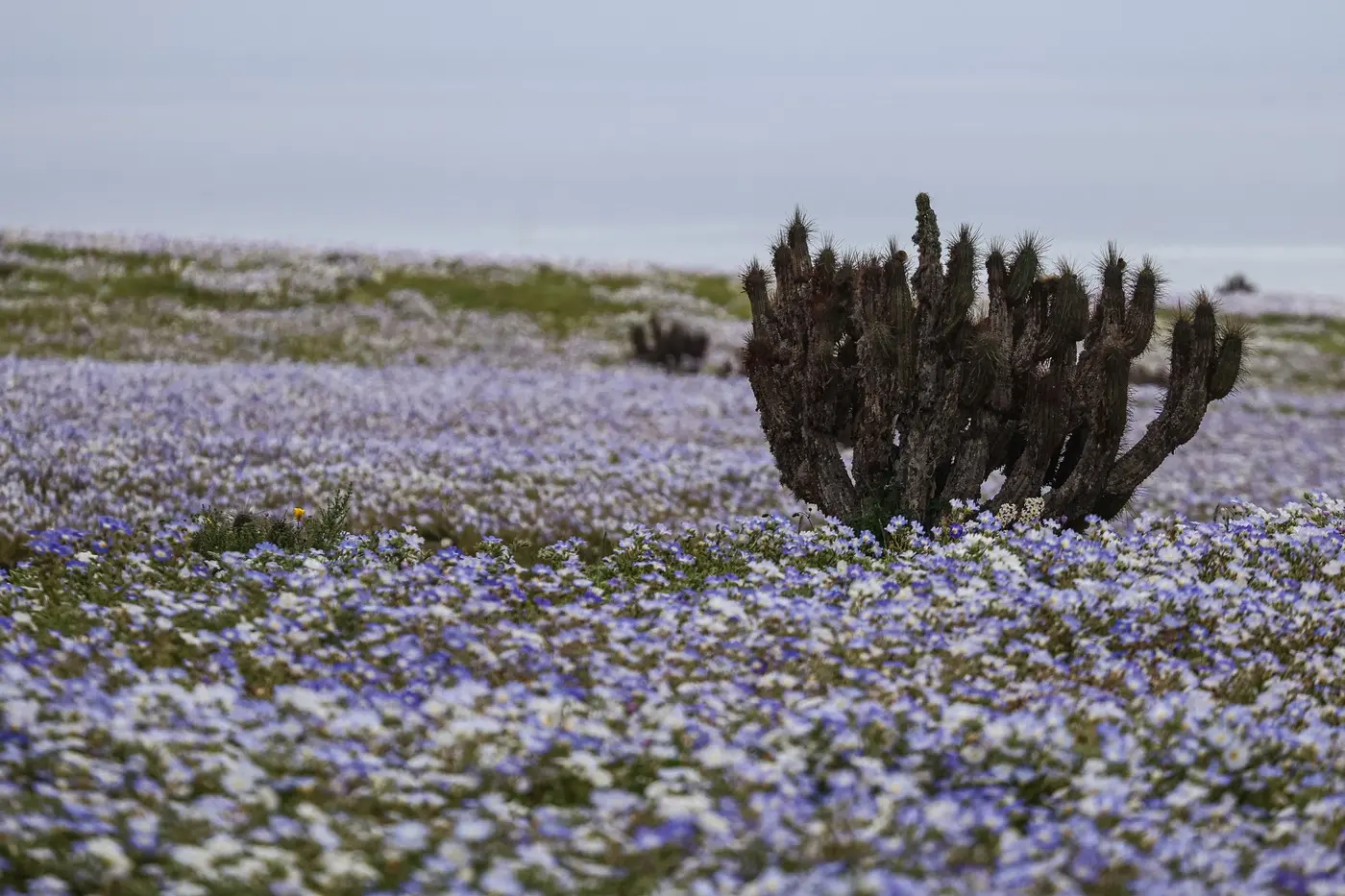 El Niño a transformat deșertul Atacama într-o mozaic de flori după ploile record
