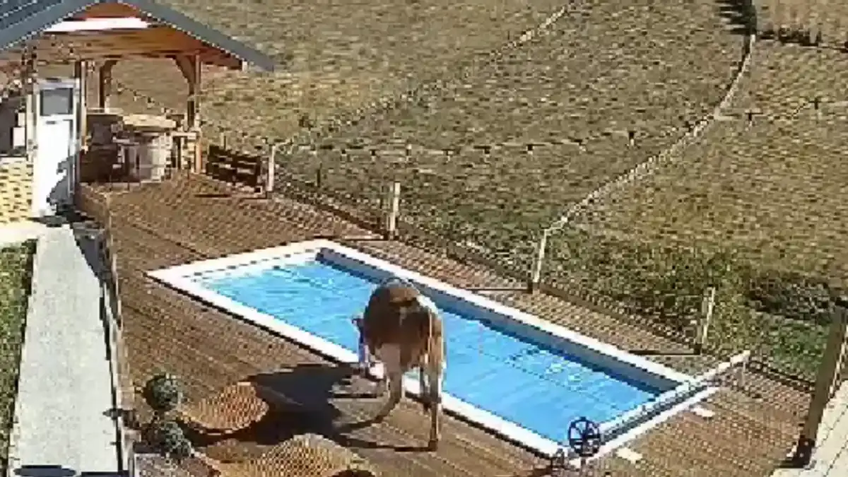 Vacă lăsată liberă a căzut într-o piscină din curtea unei cabane din județul vecin