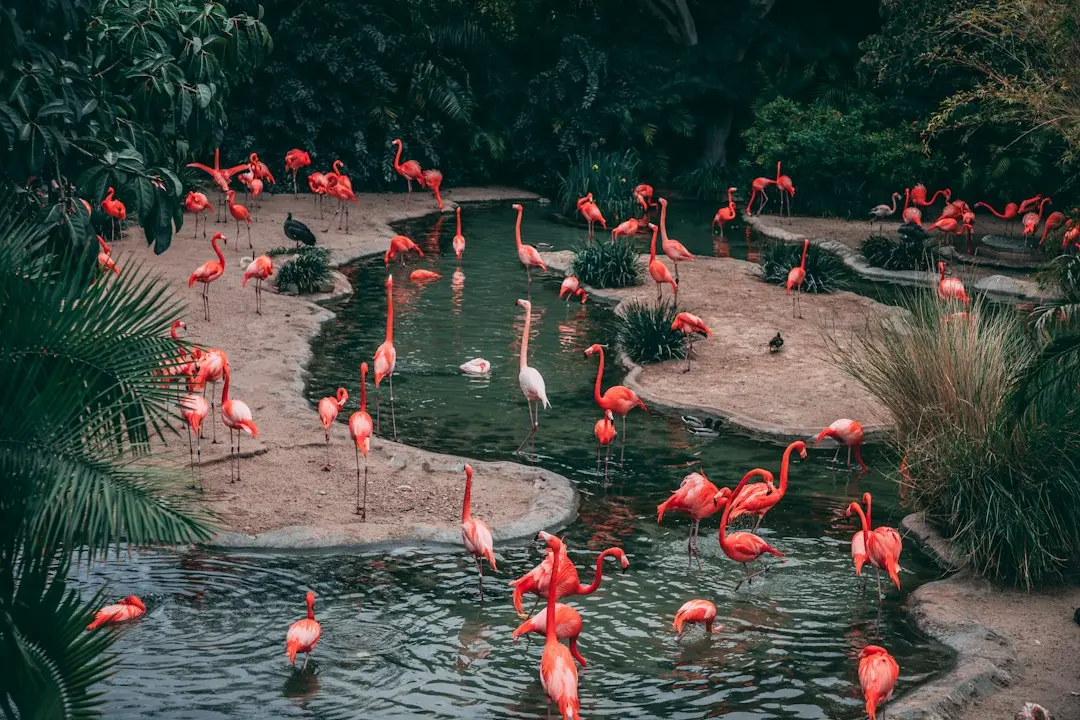 Flamingoii s-au stabilit la Techirghiol: de la vizită rară la locuire permanentă
