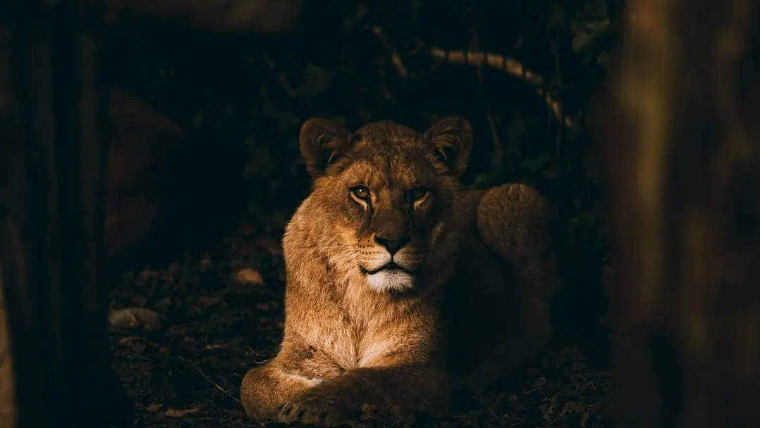 „Animals” bate recorduri de vizualizări, în ciuda criticilor