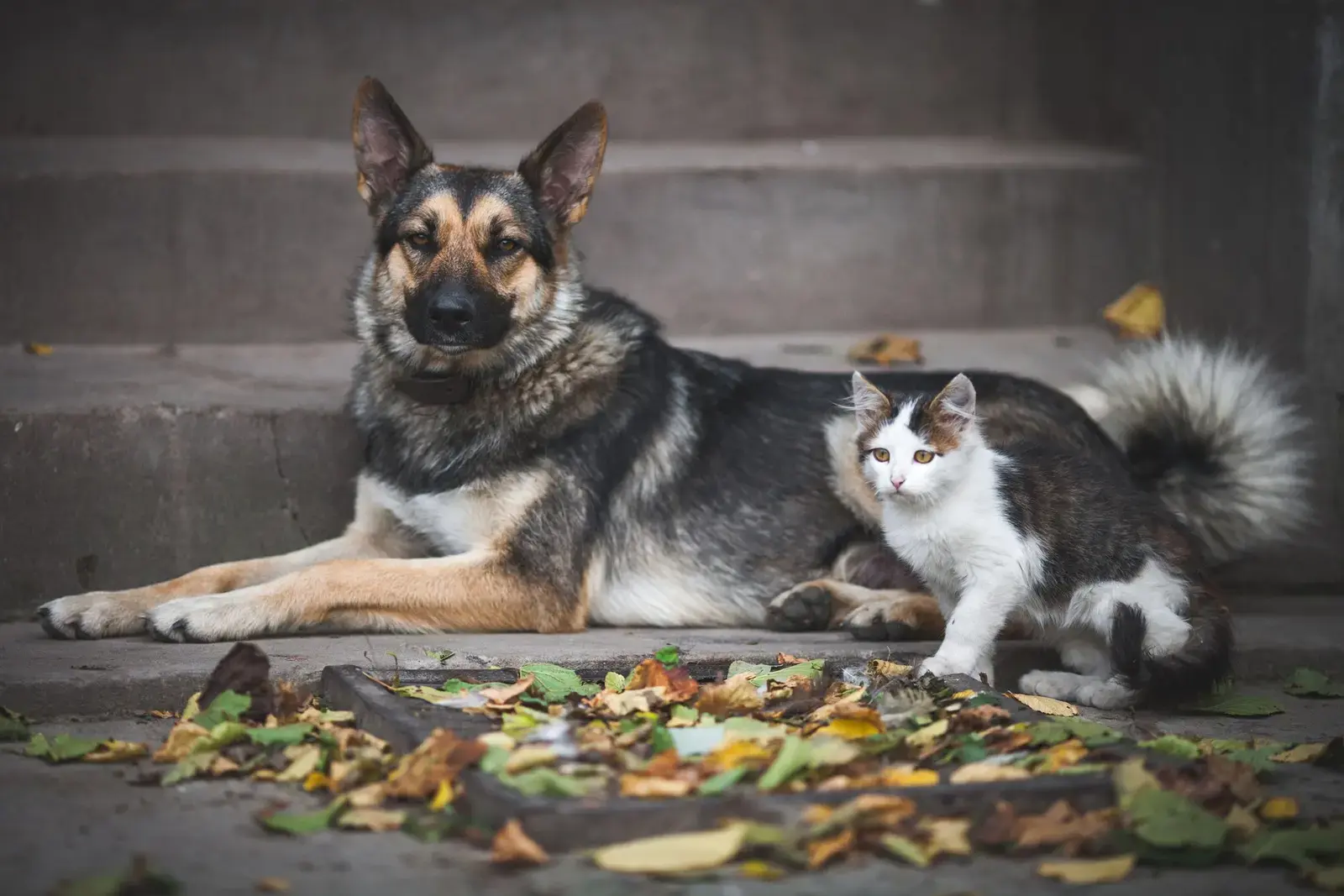 Protest național al iubitorilor de animale în București astăzi duminică