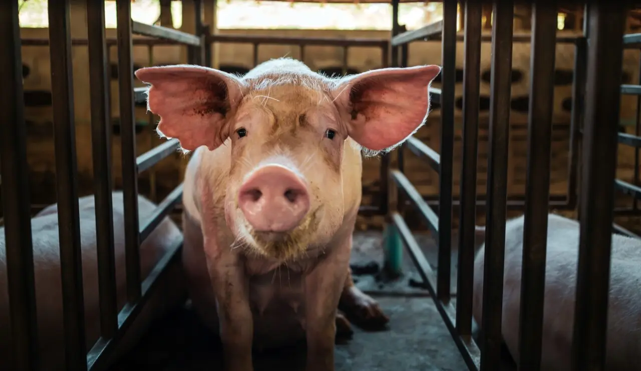 Transportul ilegal a șase porci devine infracțiune, cu confiscarea animalelor